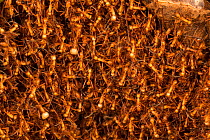 Army ants (Eciton hamatum) forming a  bivouac or temporary nest formed by the bodies of the insects, Barro Colorado Island, Gatun Lake, Panama Canal, Panama.