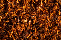 Army ants (Eciton hamatum) forming a  bivouac or temporary nest formed by the bodies of the insects, Barro Colorado Island, Gatun Lake, Panama Canal, Panama.
