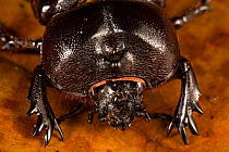 Scarab beetle (Phileurus truncatus) Barro Colorado Island, Gatun Lake, Panama Canal, Panama.