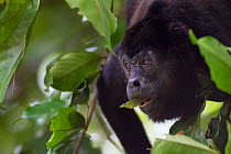 Mantled howler monkey (Alouatta palliata) feeding in tropical rainforest, Barro Colorado Island, Gatun Lake, Panama Canal, Panama.