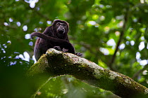 Mantled howler monkey (Alouatta palliata) in tropical rainforest, Barro Colorado Island, Gatun Lake, Panama Canal, Panama.