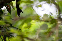 Mantled howler monkey (Alouatta palliata) hand, tropical rainforest. Barro Colorado Island, Gatun Lake, Panama Canal, Panama.