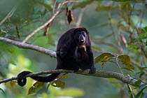 Mantled howler monkey (Alouatta palliata)  with infant, sticking out tongue in tropical rainforest,  Barro Colorado Island, Gatun Lake, Panama Canal, Panama.