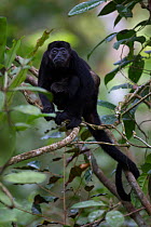 Mantled howler monkey (Alouatta palliata) in tropical rainforest,  Barro Colorado Island, Gatun Lake, Panama Canal, Panama.
