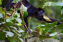 Mantled howler monkey (Alouatta palliata) feeding in tropical rain forest. Barro Colorado island, Gatun Lake, Panama Canal, Panama.