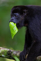 Mantled howler monkey (Alouatta palliata) feeding,  tropical rainforest. Barro Colorado Island, Gatun Lake, Panama Canal, Panama.