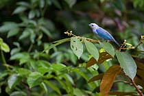 Blue-gray tanager (Thraupis episcopus) perched in tropical rainforest. Barro Colorado Island, Gatun Lake, Panama Canal. Panama.