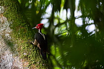 Crimson-crested woodpecker (Campephilus melanoleucos) on tree, tropical rainforest. Barro Colorado Island, Gatun Lake, Panama Canal, Panama.