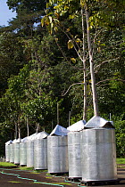 The Winter Laboratory experiments studying the chemical-physiological foundations of how tropical plants interact with the environment and respond to environmental stress. Gamboa, Panama. November 201...