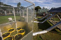 The Winter Laboratory experiments studying the chemical-physiological foundations of how tropical plants interact with the environment and respond to environmental stress. Gamboa, Panama. November 201...