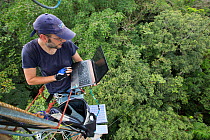Man with laptop computer on  48m high  tower used to collect data about the CO2 and O2 levels. Tropical rainforest, Barro Colorado Island, Gatun Lake, Panama Canal, Panama. November 2012.