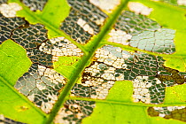 Leaf partially skeletonized by insects in tropical rainforest, Barro Colorado Island, Gatun Lake, Panama Canal, Panama.