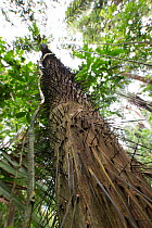 Bactris palm (Bactris sp) viewed from below, Barro Colorado Island, Gatun Lake, Panama Canal, Panama.