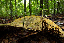 Skeleton leaf on the forest floor with seedlings, tropical rainforest. Barro Colorado Island, Gatun Lake, Panama Canal, Panama.