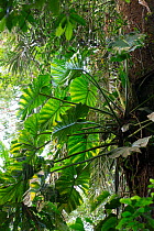 Philodendron sp. Tropical rain forest. Barro Colorado island, Gatun lake, panama canal.  PANAMA