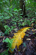 Rainforest undergrowth with large leaf (Aleis blackiana) on the ground. Tropical rainforest, Barro Colorado Island, Gatun Lake, Panama Canal, Panama.