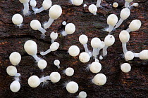 Mushrooms growing in undergrowth of tropical rainforest. Barro Colorado Island, Gatun Lake, Panama Canal, Panama.