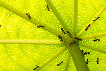 Azteca ants (Azteca) which live in association with the Cecropia tree, the tree has an empty trunk where the ants can nest and provides them with nectar.  Barro Colorado Island, Gatun Lake, Panama Can...