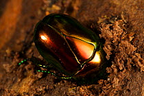 Beetle (Chrysina) digging a hole to lay eggs, Barro Colorado Island, Gatun Lake, Panama Canal, Panama.