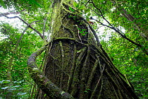 Tropical rainforest with Lianas,  Barro Colorado island, Gatun lake, Panama Canal, Panama.