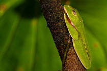 Red eyed tree frog (Agalychnis callidryas) resting, Barro Colorado Island, Panama Canal. Panama.