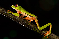 Red eyed tree frog (Agalychnis callidryas) walking, Barro Colorado Island, Panama Canal. Panama.