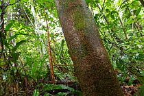 Giant walking stick (Phasmatodea) on tree in  tropical rainforest,  Barro Colorado Island, Panama canal, Panama.