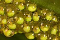 Red eyed tree frog (Agalychnis callidryas) eggs laid on leaf, Barro Colorado Island, Panama Canal. Panama.