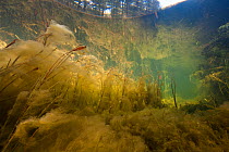 Algae (Spirogyra) seen from underwater, Conboy Lake National Wildlife Refuge, Washington USA. March.