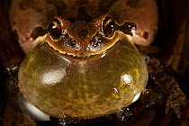 Pacific tree frog (Pseudacris regilla) male calling with vocal sac inflated, Conboy Lake National Wildlife Refuge, Washington, USA. March.