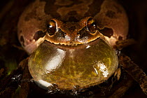 Pacific tree frog (Pseudacris regilla) male calling with vocal sac inflated, Conboy Lake National Wildlife Refuge, Washington, USA. March.