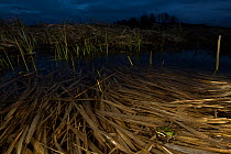 Pacific tree frog (Pseudacris regilla) next to reeds at twilight, Conboy Lake National Wildlife Refuge, Washington, USA. March.