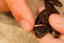 Biologist implanting microchip into Oregon Spotted Frog (Rana pretiosa) raised by inmates in the Cedar Creek Correction Center. Prisoners in this facility are raising endangered frogs for release in t...