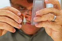 Biologist Mark Hayes looking at Oregon Spotted Frog (Rana pretiosa) raised by inmates in the Cedar Creek Correction Center. Prisoners in this facility are raising endangered frogs for release in the w...