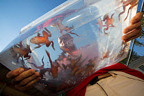 Inmates of the Cedar Creek Corrections Center raising endangered Oregon spotted frog (Rana pretiosa) Prisoners in this facility are raising endangered frogs for release in the wild, as part of the Sus...