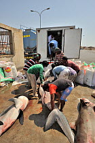 Fishermen are loading dead sharks onto a truck at Mirbat harbour in south, coast of Dhofar, Oman, Arabian Sea. They will certainly be exported to the Asian markets. They are mainly spot-tail sharks (C...