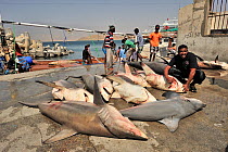 Fishermen are unloading dead sharks at Mirbat harbour in south, coast of Dhofar, Oman, Arabian Sea. They will certainly be exported to the Asian markets. They are mainly spot-tail sharks (Carcharhinus...