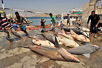 Fishermen are unloading dead sharks at Mirbat harbour in south, coast of Dhofar, Oman, Arabian Sea. They will certainly be exported to the Asian markets. They are mainly spot-tail sharks (Carcharhinus...