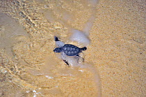 Green turtles (Chelonia mydas) babies emerging from nests on the beach and running to safety of sea, Nosy Iranja, Madagscar, Indian Ocean