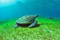 Green turtles (Chelonia mydas) feeding on sea grass, NOsy Sakatia, Madagascar, Indian Ocean