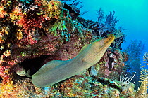 Green moray (Gymnothorax funebris) out of its hole or burrow, Belize, Caribbean
