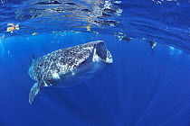 Whale shark (Rhincodon typus) mouth wide open, feeding on plankton close to the surface with snorkelers nearby, Yucatan Peninsula, Mexico