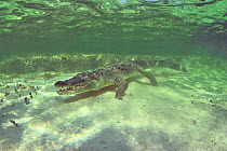 American crocodile (Crocodylus acutus) Yucatan Peninsula, Mexico