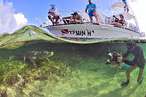 American crocodile (Crocodylus acutus) being photographed by photographer underwater, below boat, Yucatan Peninsula, Mexico