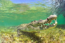 American crocodile (Crocodylus acutus) Yucatan Peninsula, Mexico