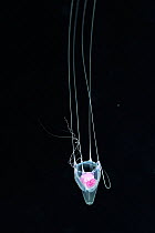 Box jellyfish (Cubozoa) in the open water at night, Palau, Philippine Sea