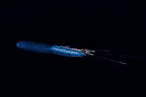 A siphonophore (Siphonophorae or Siphonophora) in open water at night, Palau, Philippine Sea