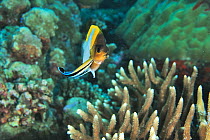 Pyramid butterflyfish (Hemitaurichthys polylepis) being cleaned by a common cleanerfish (Labroides dimidiatus) Palau, Philippine Sea