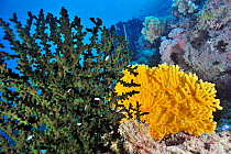 A coral drop off with soft corals (Dendronephthya sp), seafans or gorgonians (Semperina sp) and a hard coral green cup coral (Tubastrea micrantha) Palau, Philippine Sea