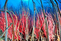Red whip coral (Ellisella cercidia) and a Delicate sea whip (Junceella fragilis) Palau Philippine Sea